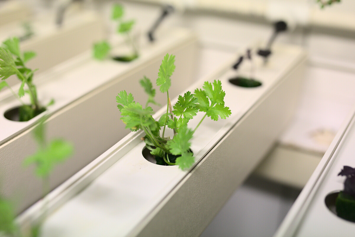 Cilantro